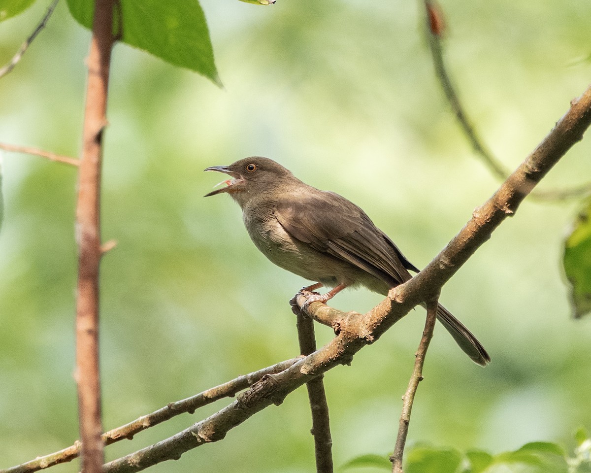Bulbul Ojirrojo - ML642960781