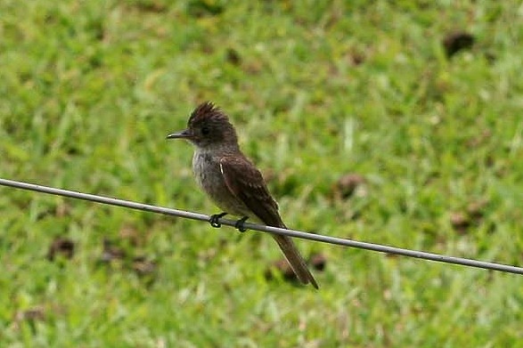 Dusky-capped Flycatcher - ML642960812