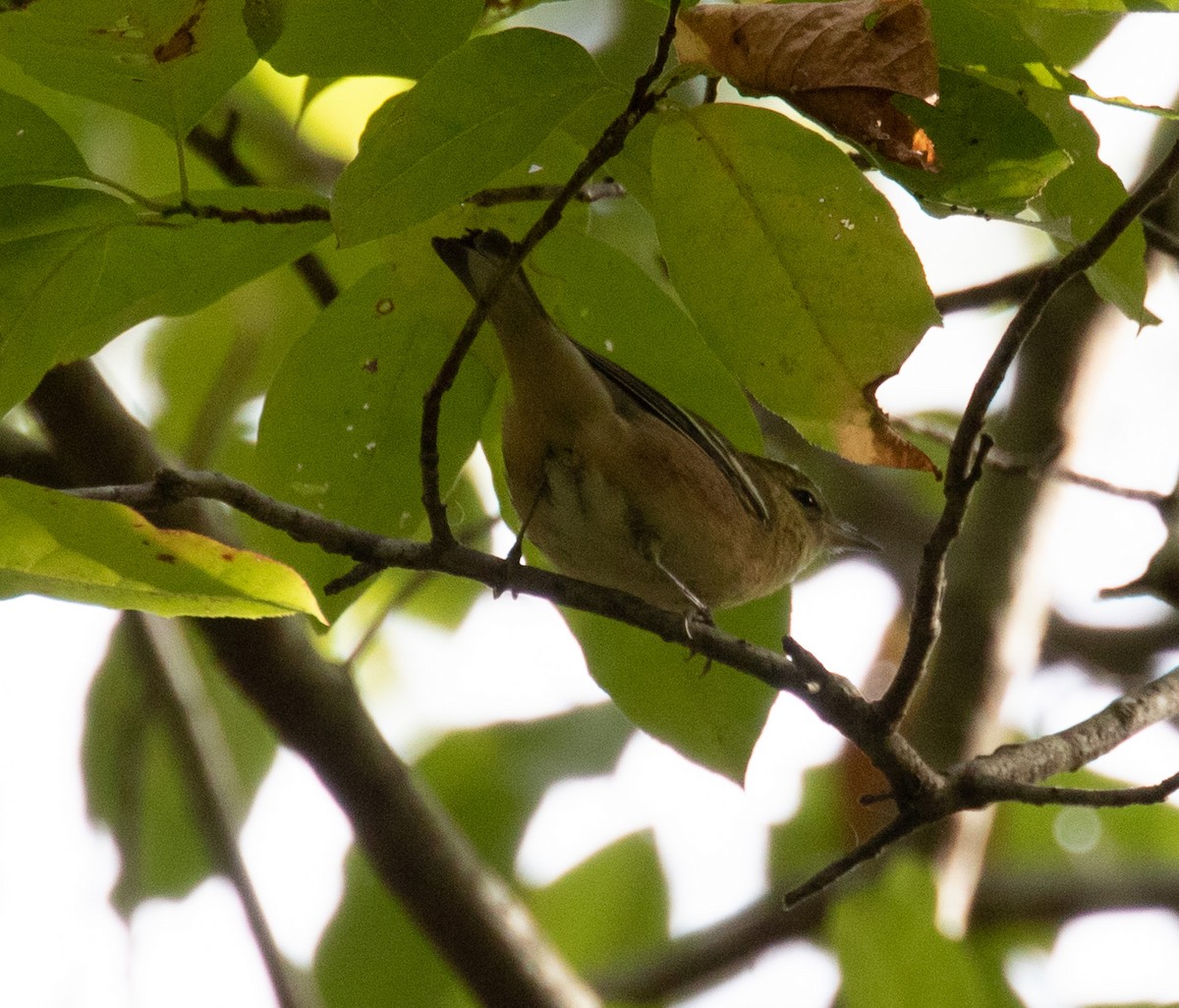 Bay-breasted Warbler - ML642960841