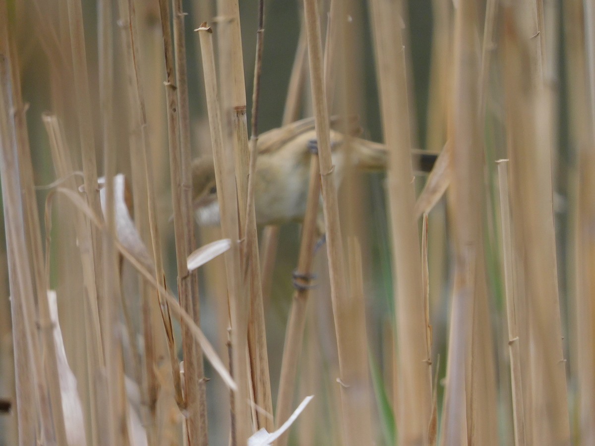 Australian Reed Warbler - ML642960850