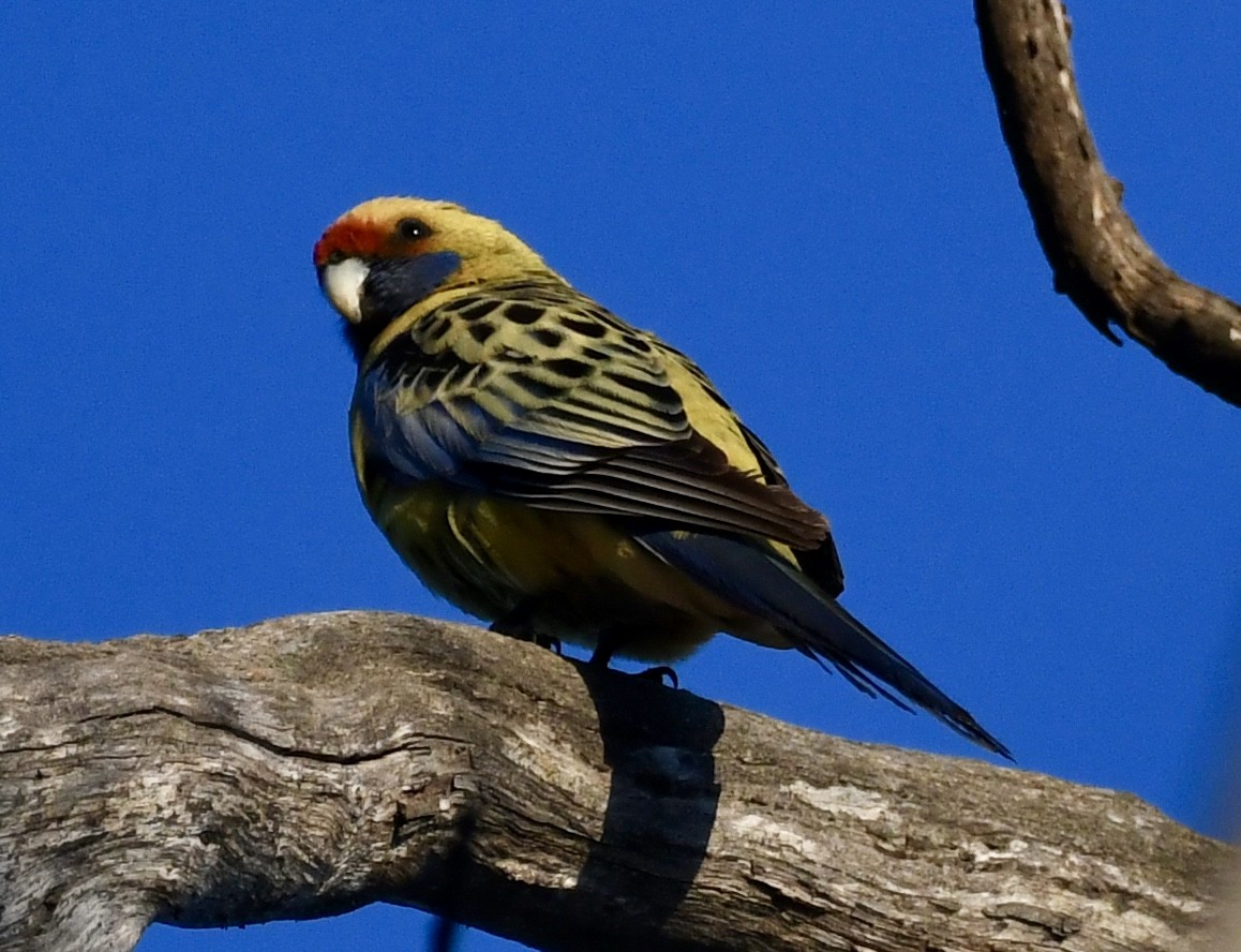 Rosella cremisi - ML642960852