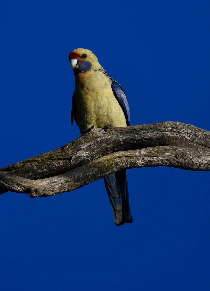 Rosella cremisi - ML642960853