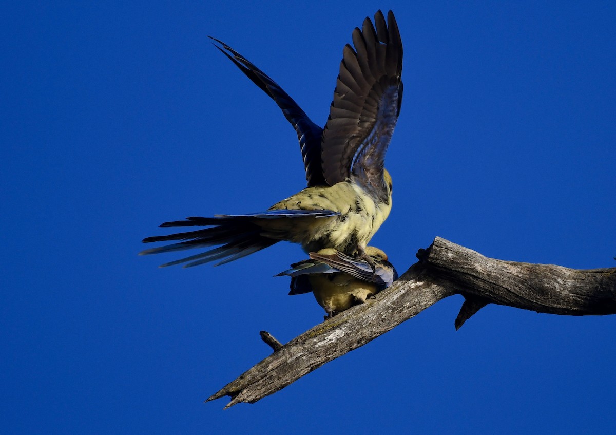 Rosella cremisi - ML642960854
