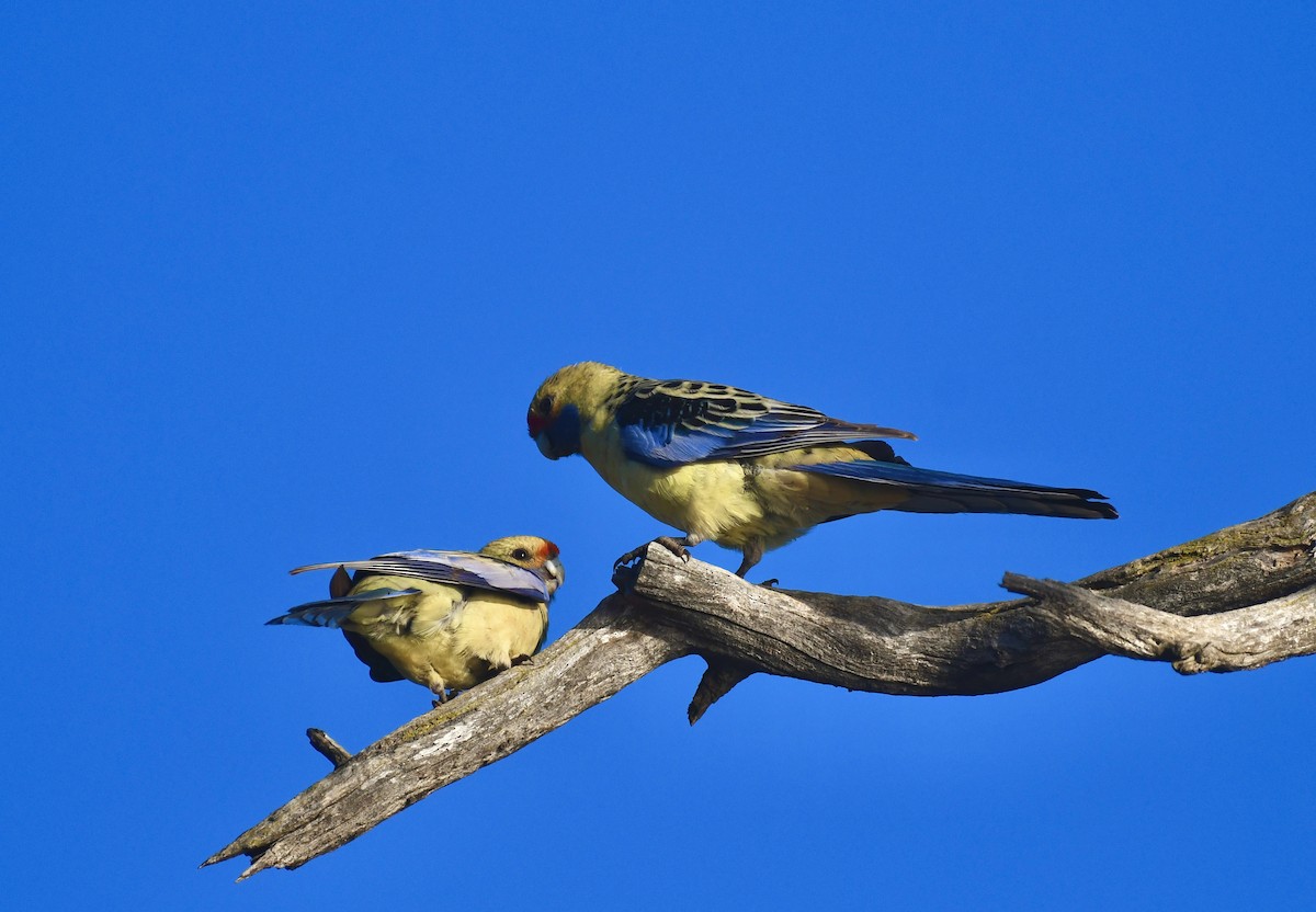 Rosella cremisi - ML642960855