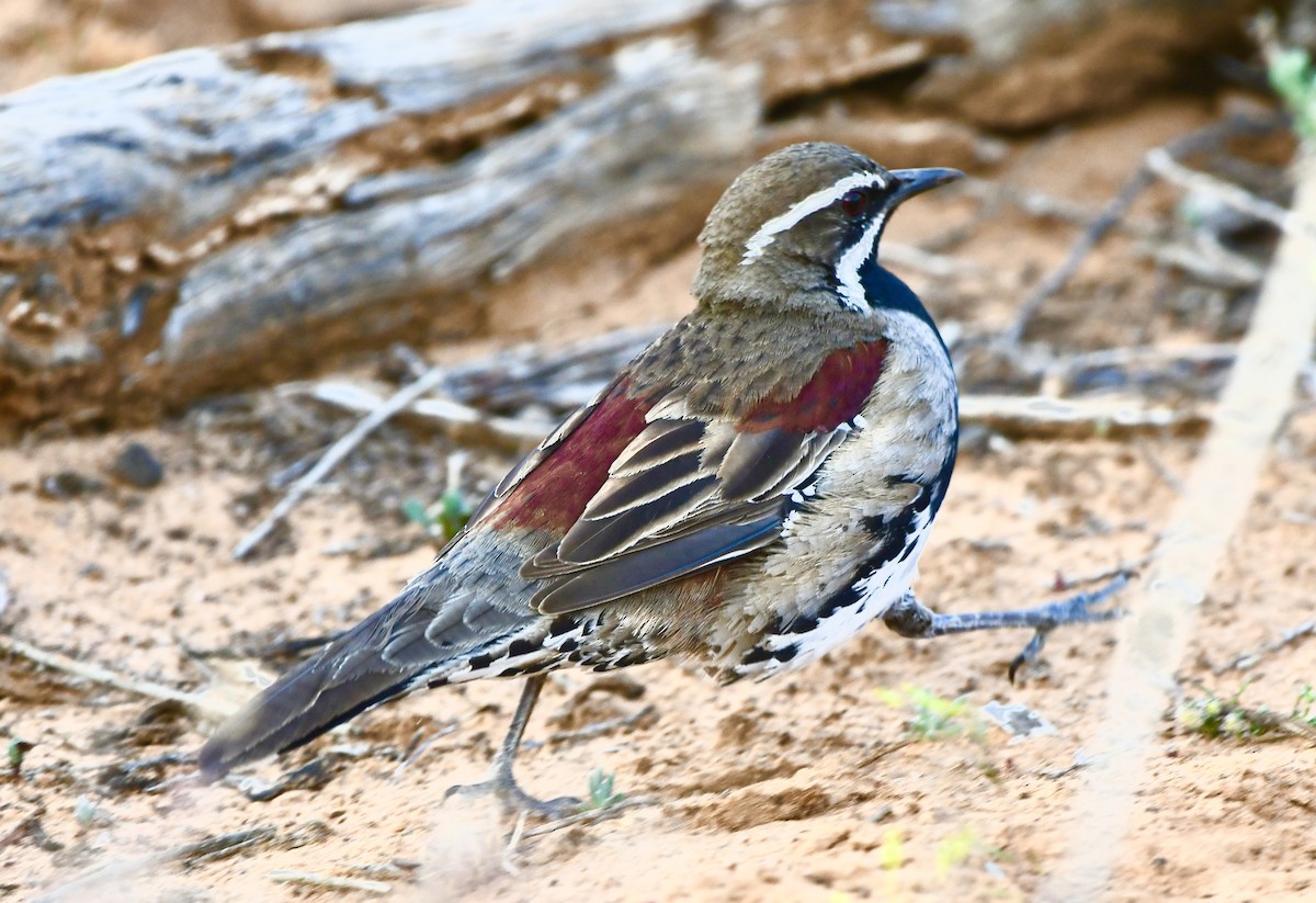 Chestnut Quail-thrush - ML642960866