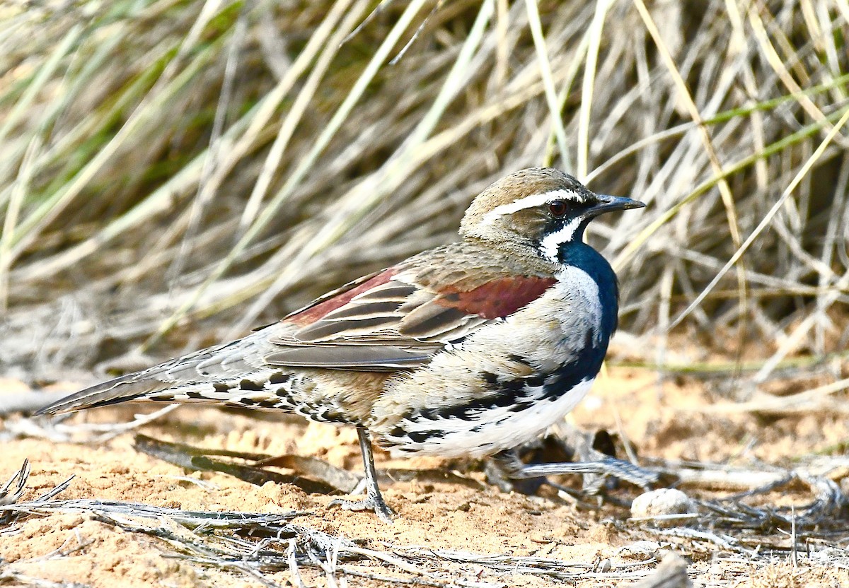 Chestnut Quail-thrush - ML642960867