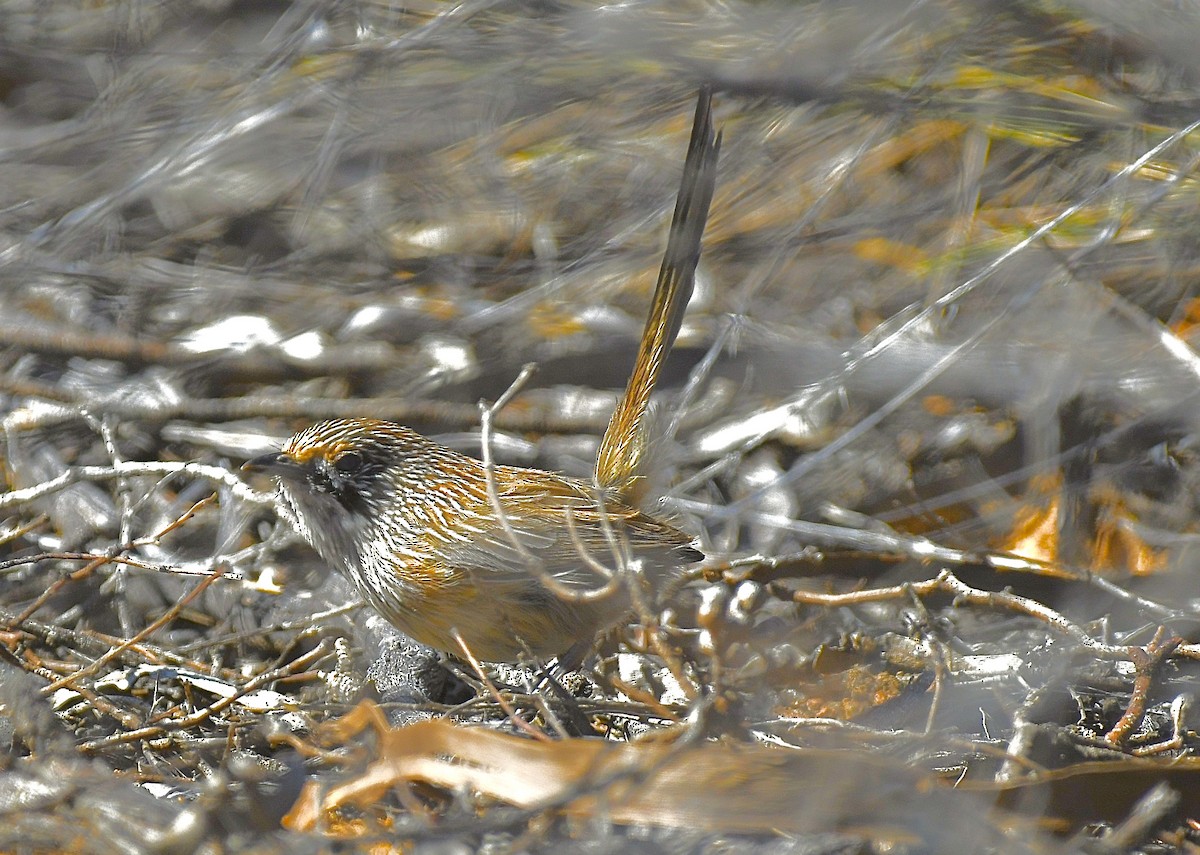 Striated Grasswren - ML642960882