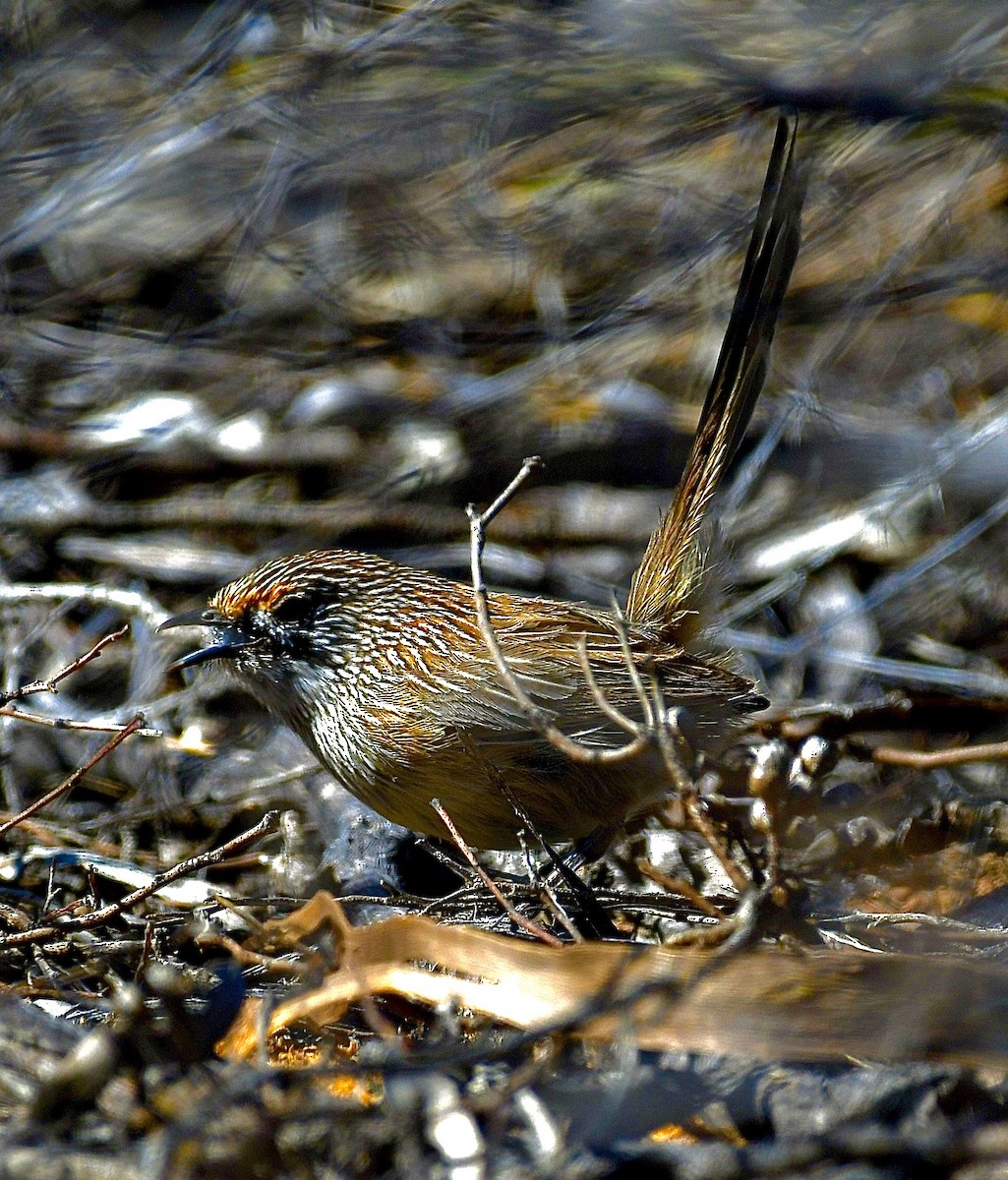 Striated Grasswren - ML642960883