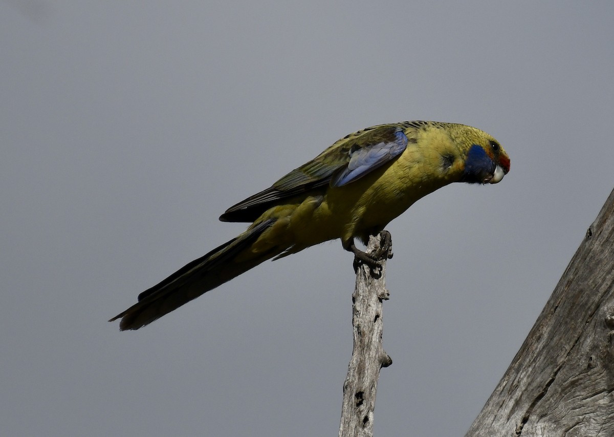 Rosella cremisi - ML642960896