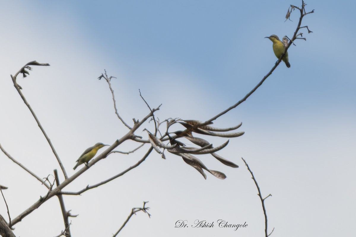 Purple Sunbird - Ashish Changole