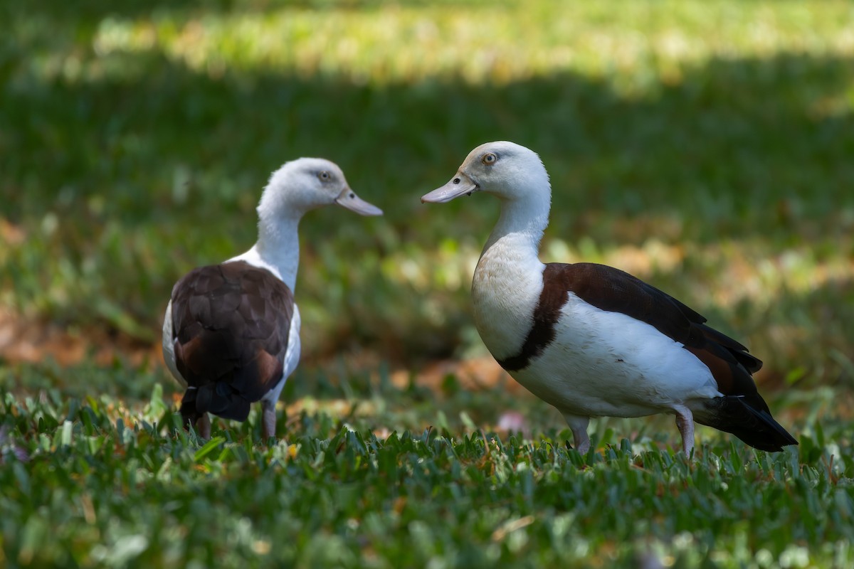 Radjah Shelduck - ML642960907