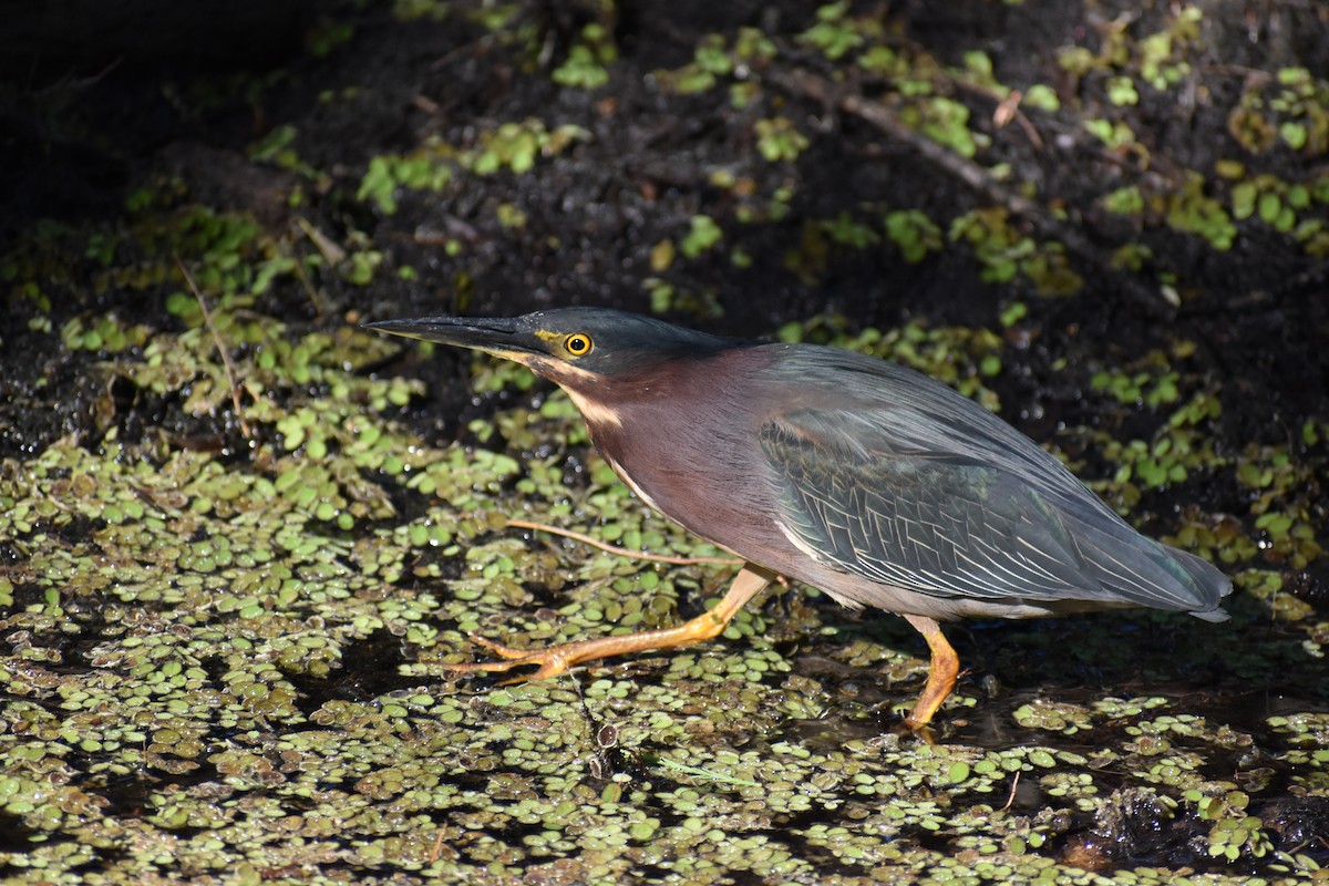 Green Heron - ML642960915
