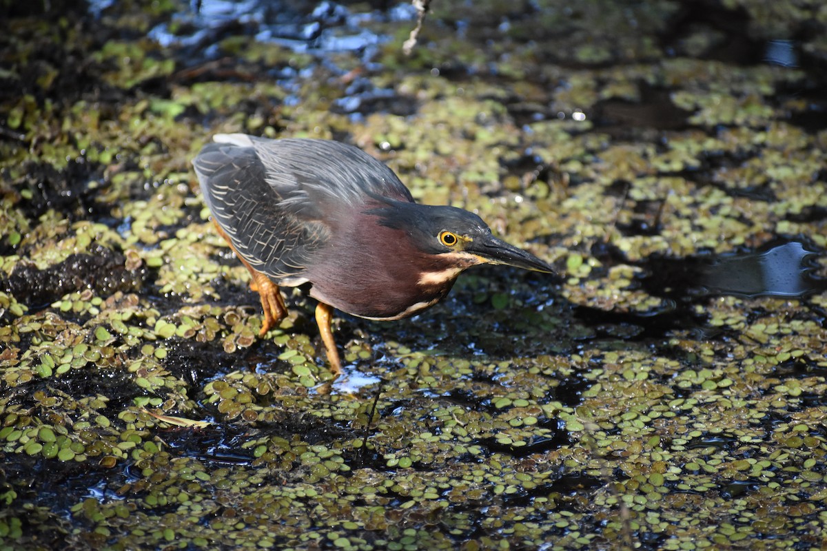 Green Heron - ML642960916