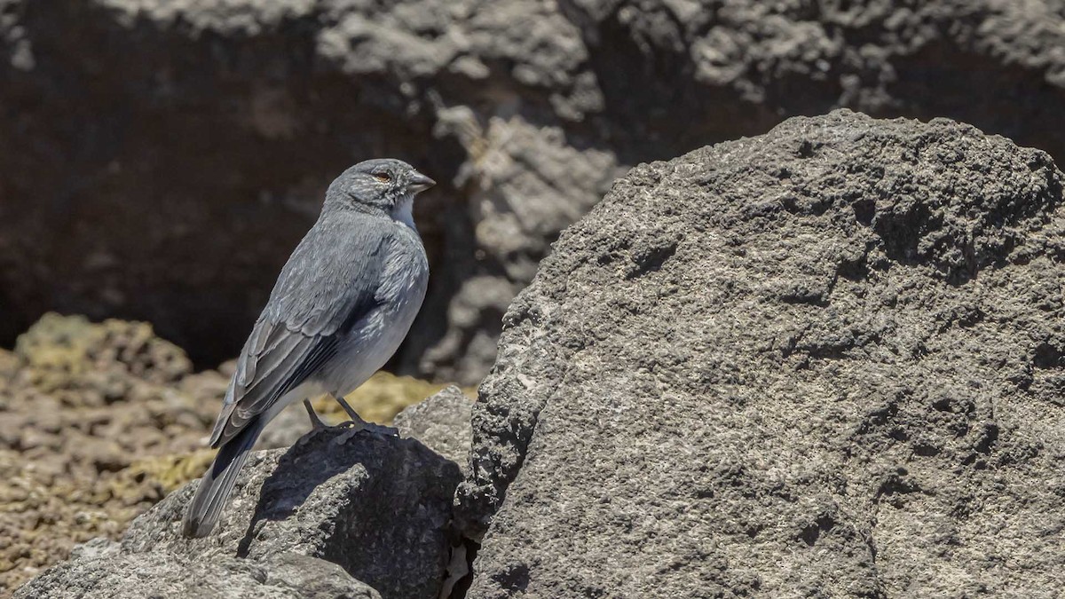 ノドジロヤマシトド - ML642960917