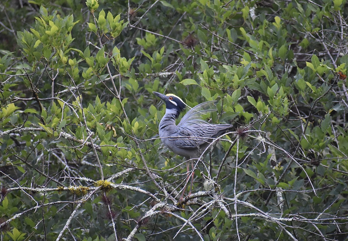Yellow-crowned Night Heron - ML642960918
