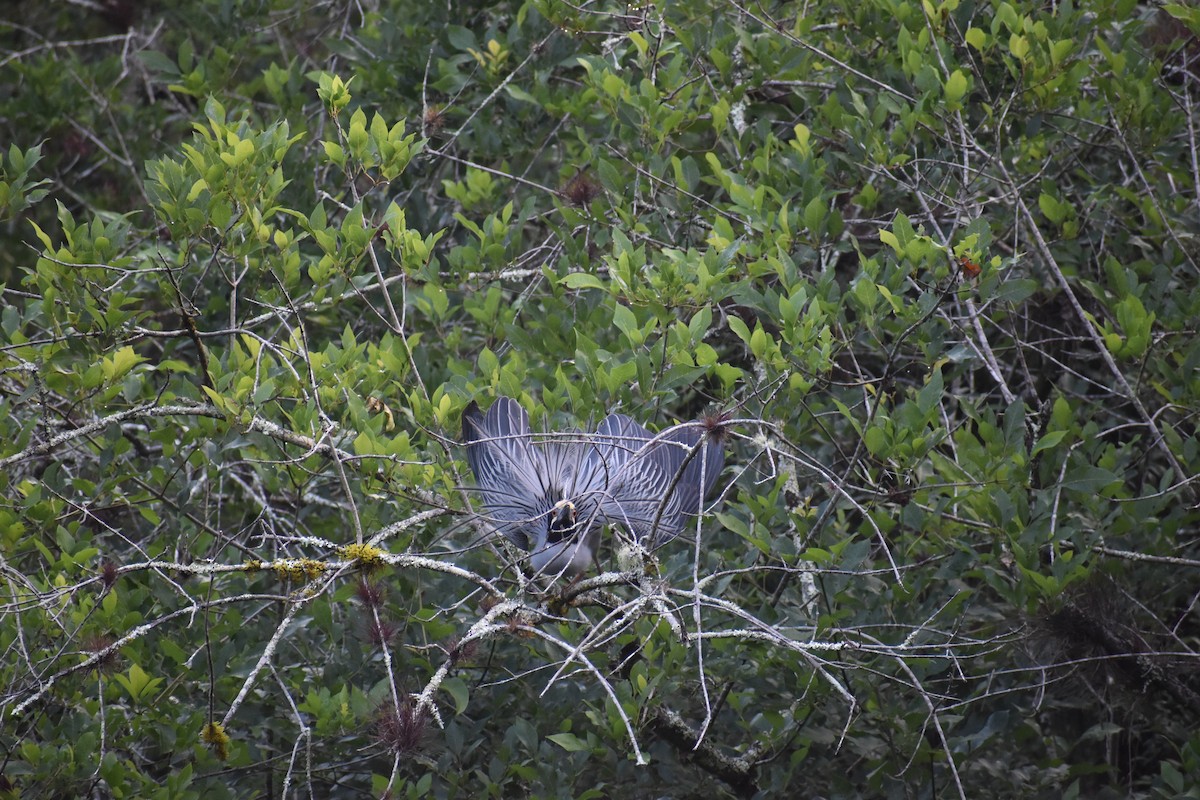 Yellow-crowned Night Heron - ML642960919
