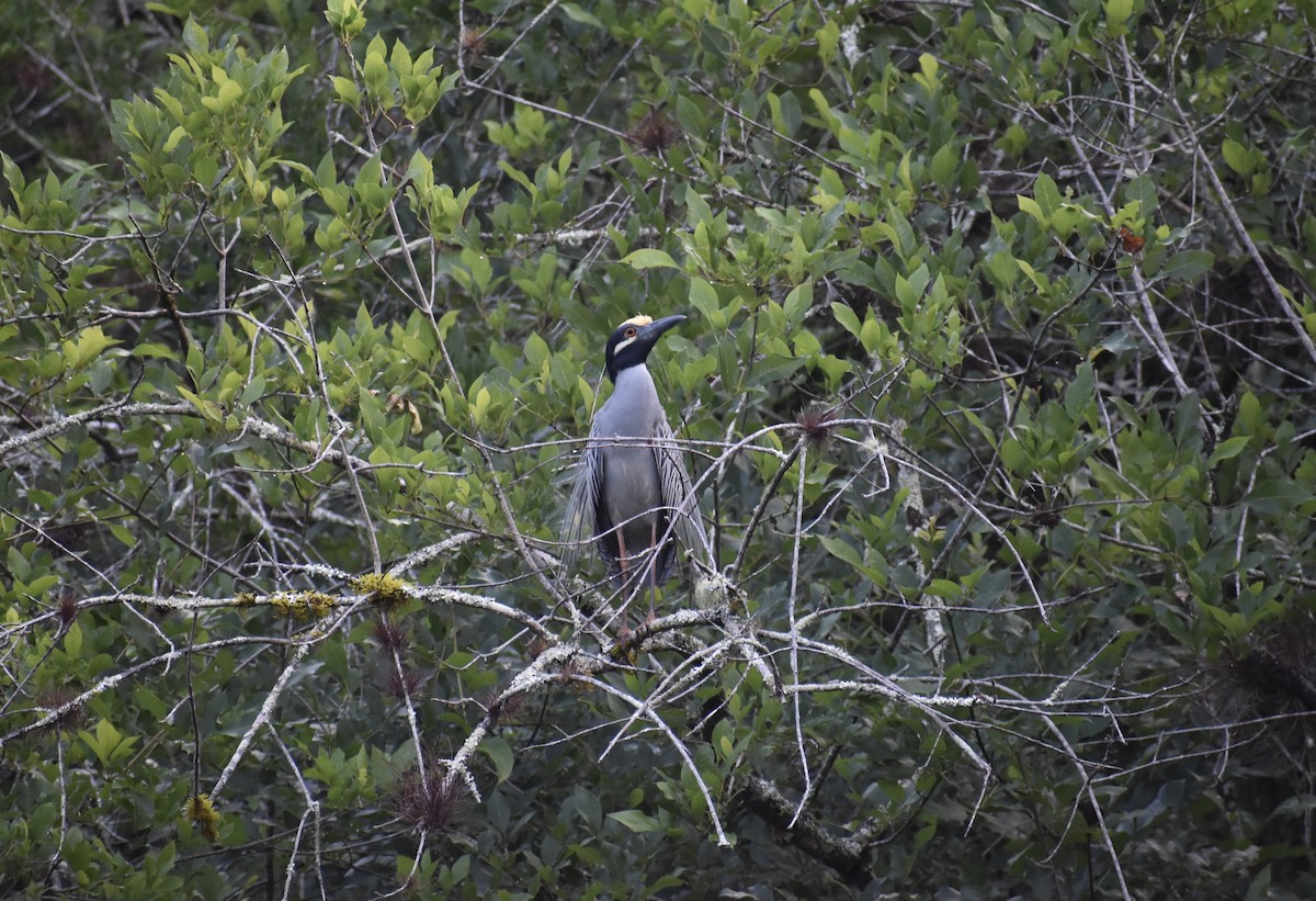 Yellow-crowned Night Heron - ML642960920