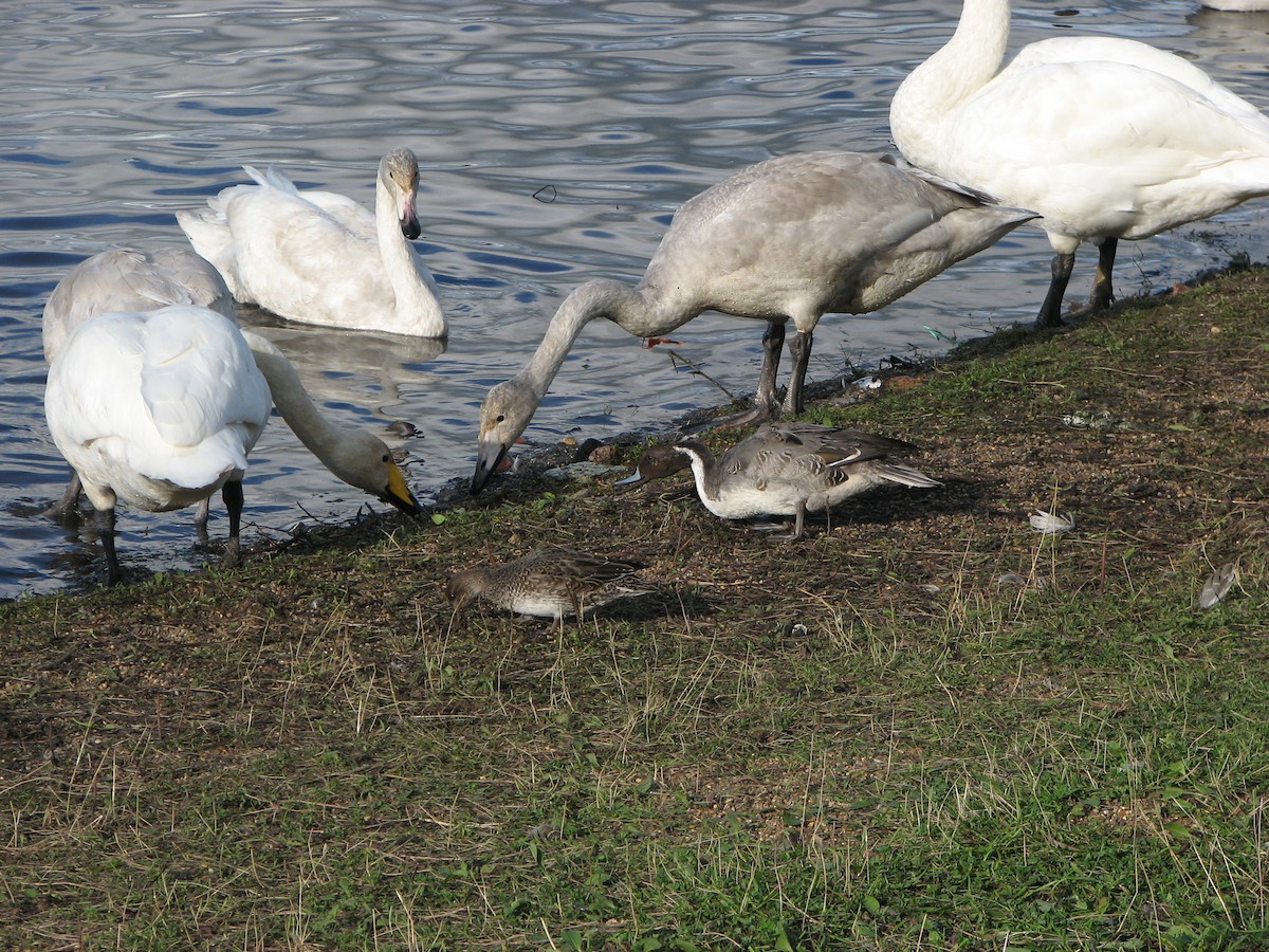 Northern Pintail - ML642960936
