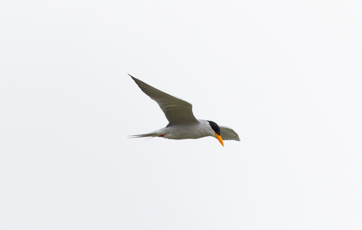 River Tern - ML642960939