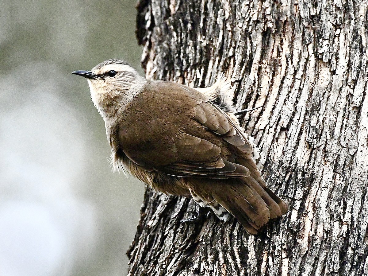 Brown Treecreeper - ML642960944