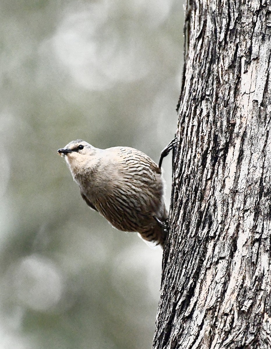 Brown Treecreeper - ML642960945