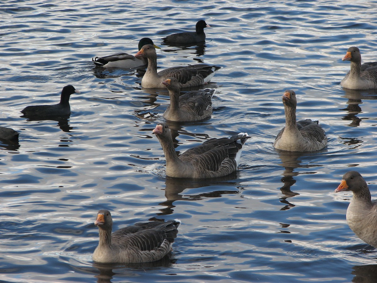Graylag Goose - ML642960951