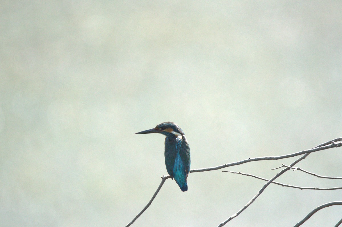 Common Kingfisher - ML642961009