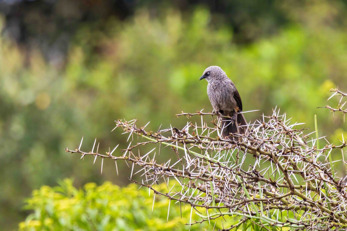 Black-lored Babbler - ML642961010