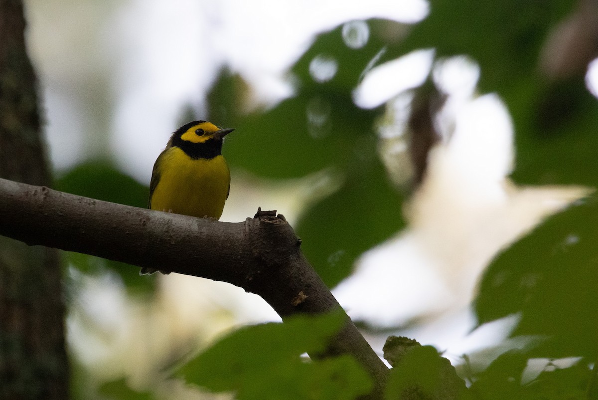 Hooded Warbler - ML642961012