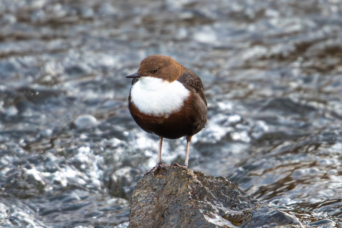 White-throated Dipper - ML642961017