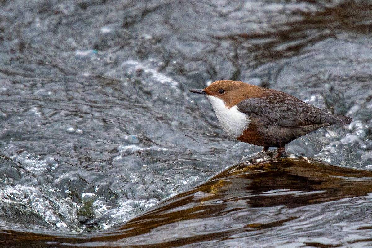 White-throated Dipper - ML642961019
