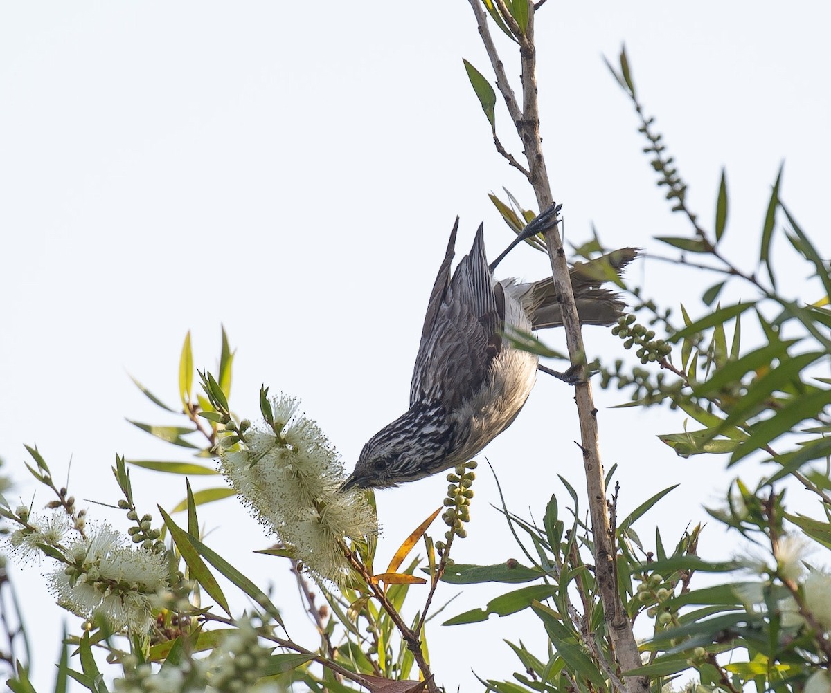 Striped Honeyeater - ML642961026