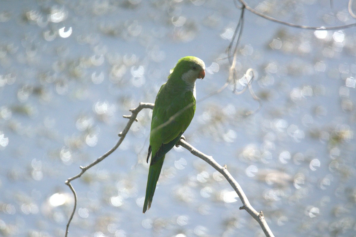 Monk Parakeet - ML642961032