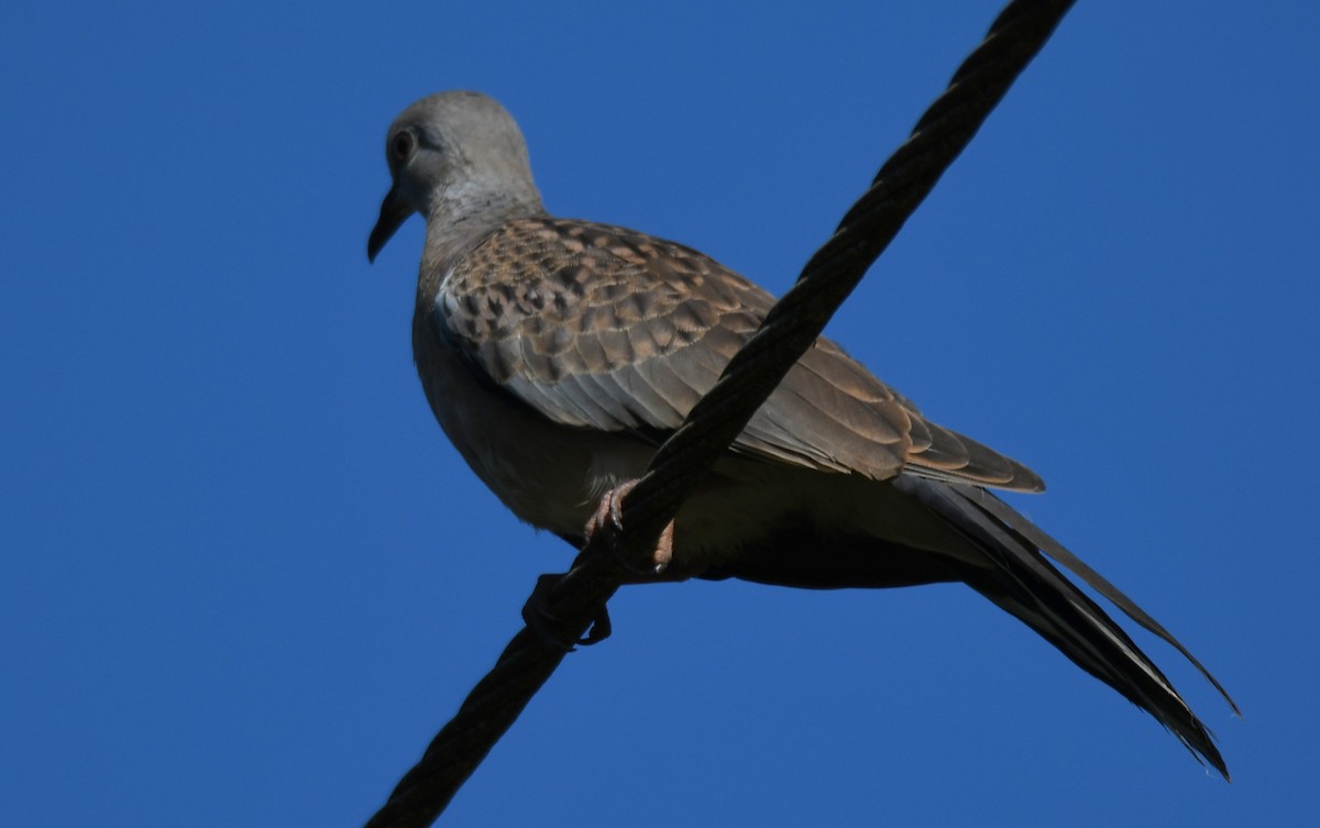 Spotted Dove - ML642961040