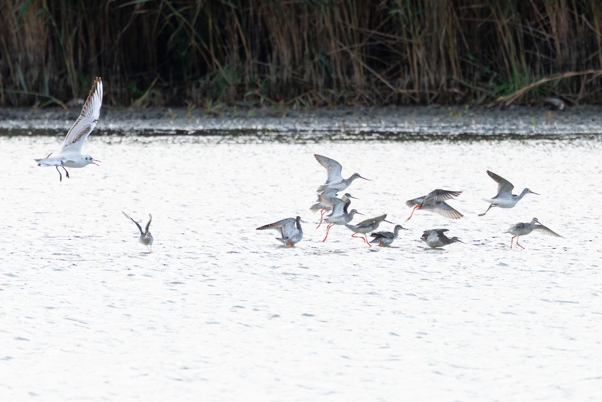 Spotted Redshank - ML642961046