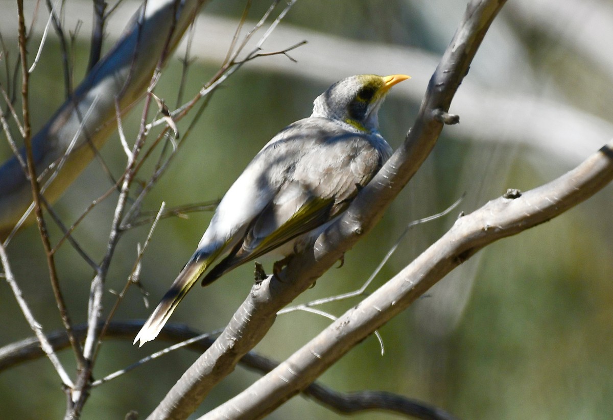 Yellow-throated Miner - ML642961047
