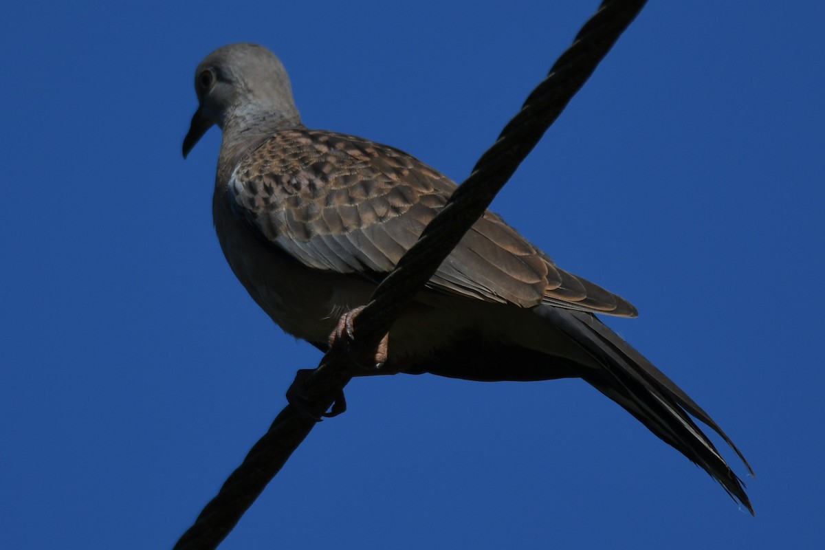 Spotted Dove - ML642961049