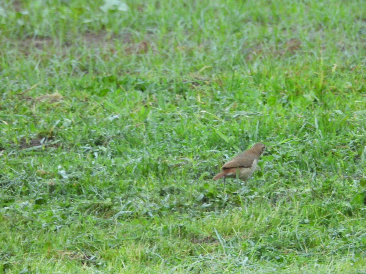 Rufous Hornero - ML642961056