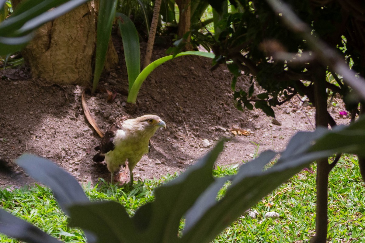 Yellow-headed Caracara - ML642961057