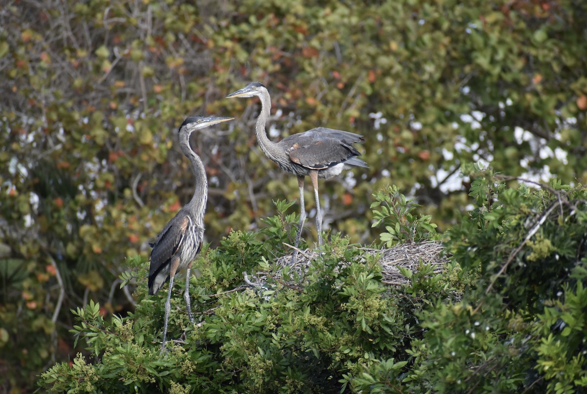 Great Blue Heron - ML642961069