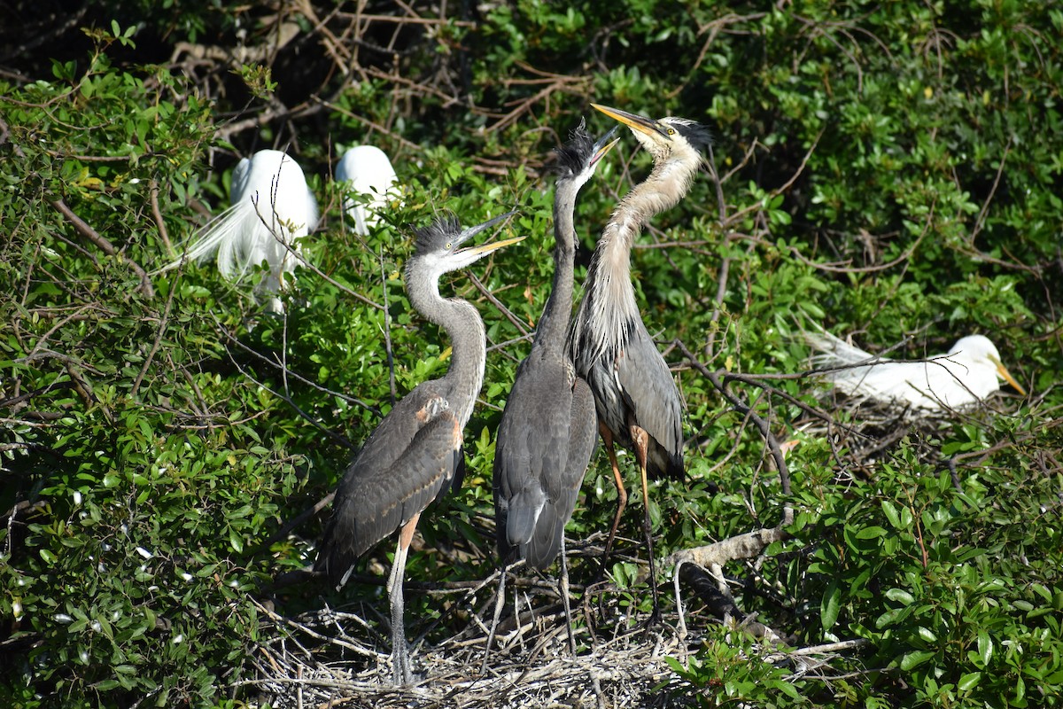 Great Blue Heron - ML642961070