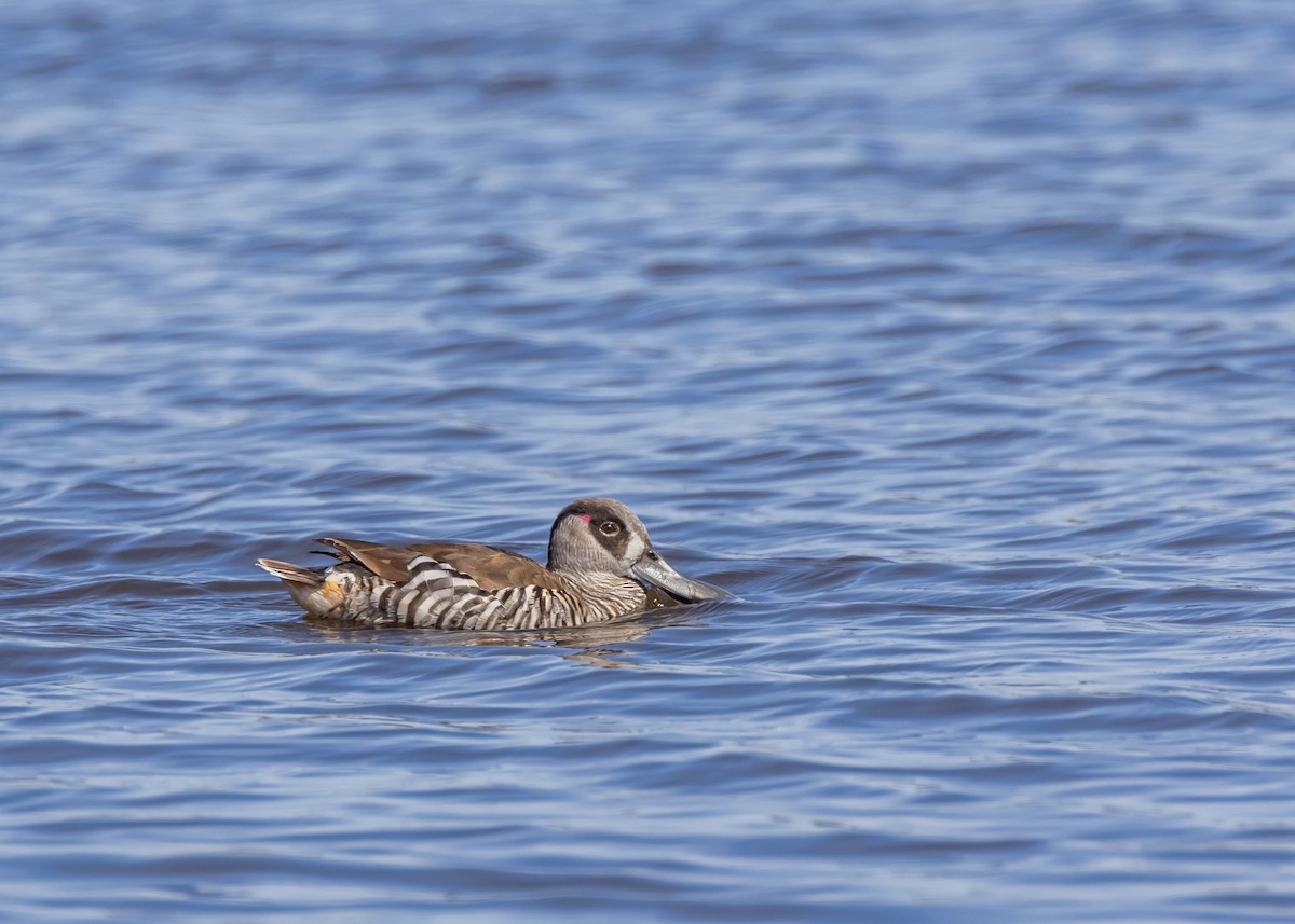 Pink-eared Duck - ML642961096