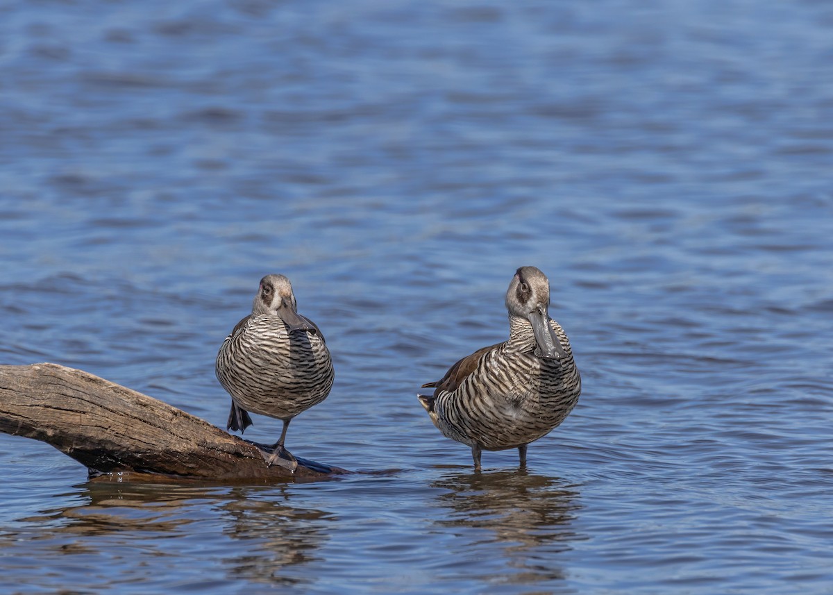 Pink-eared Duck - ML642961097