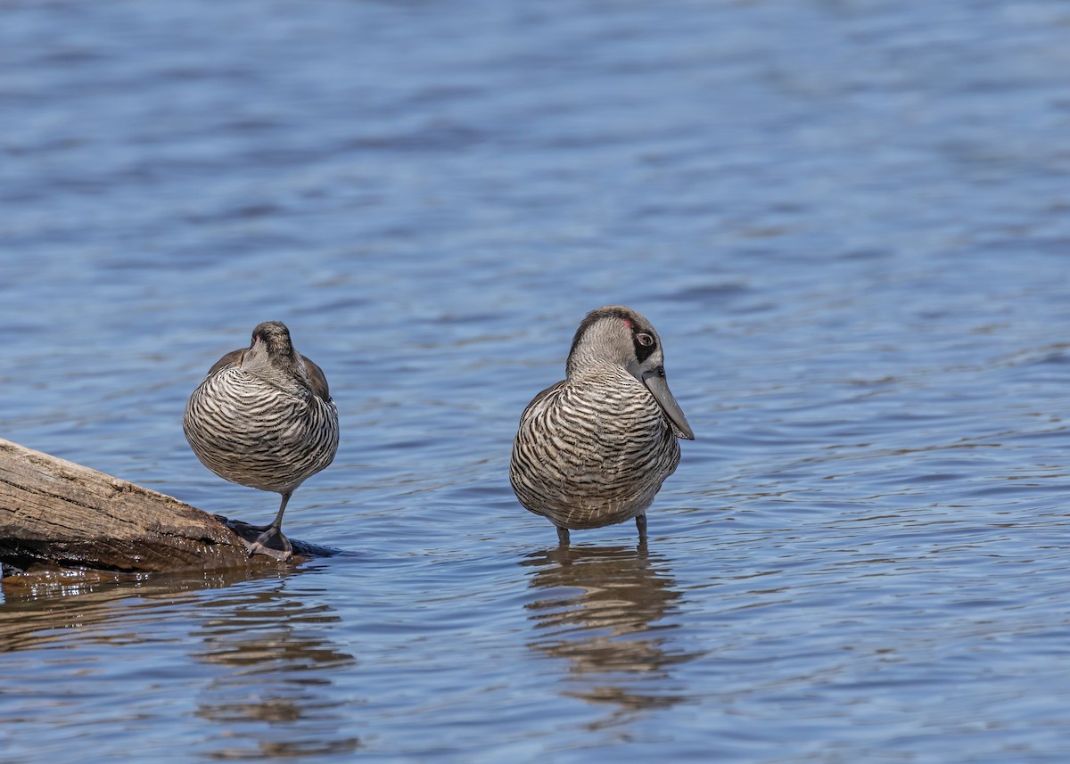 Pink-eared Duck - ML642961098