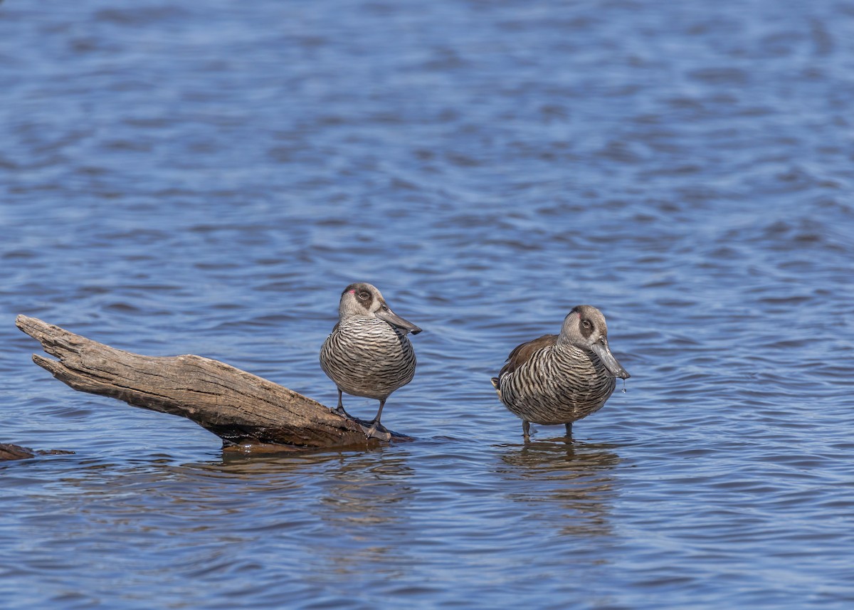 Pink-eared Duck - ML642961100