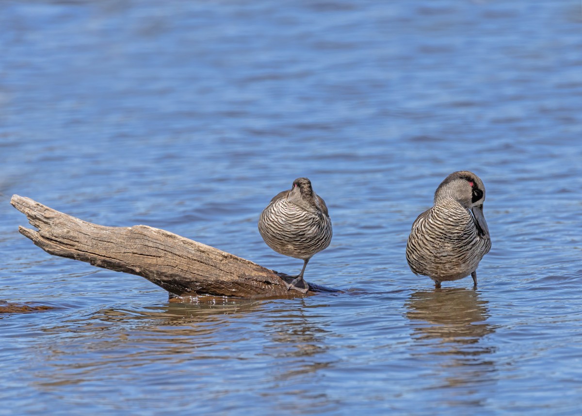 Pink-eared Duck - ML642961101