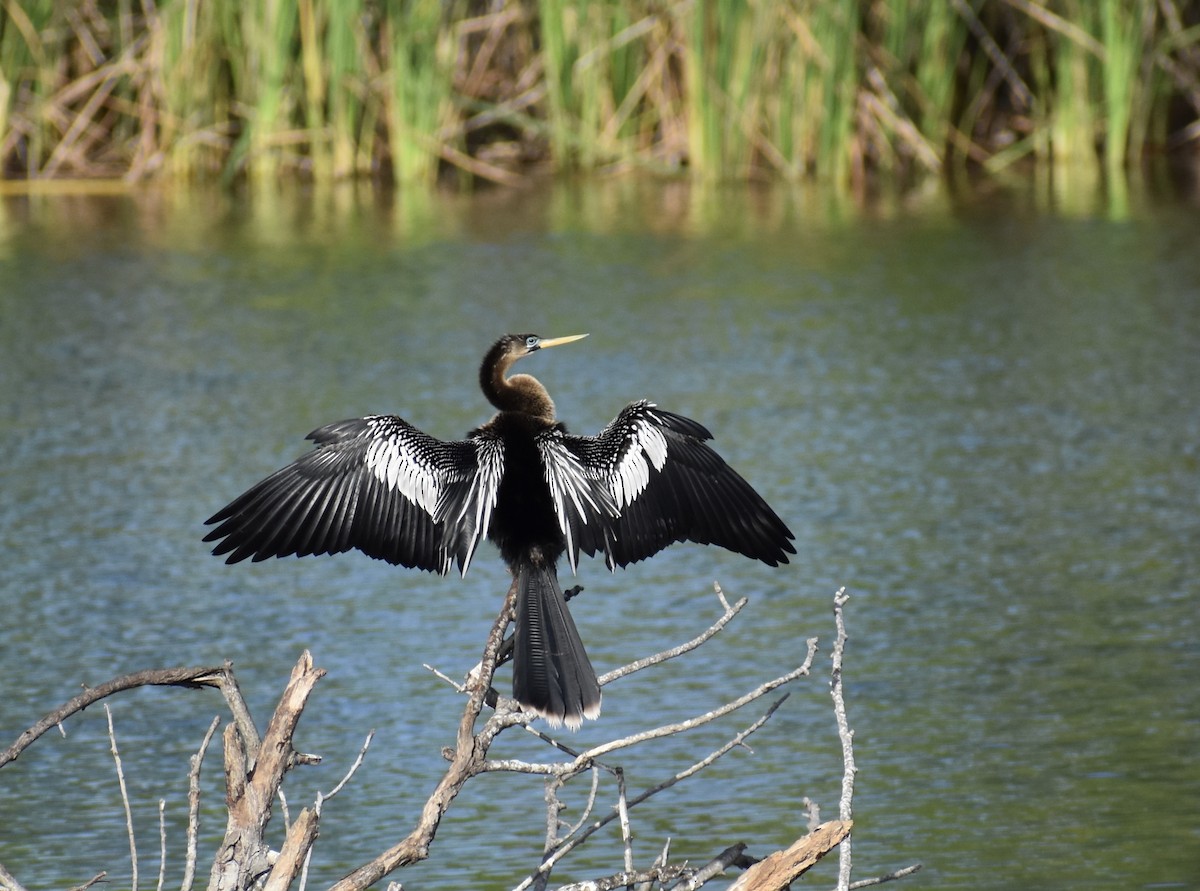 Anhinga - ML642961109