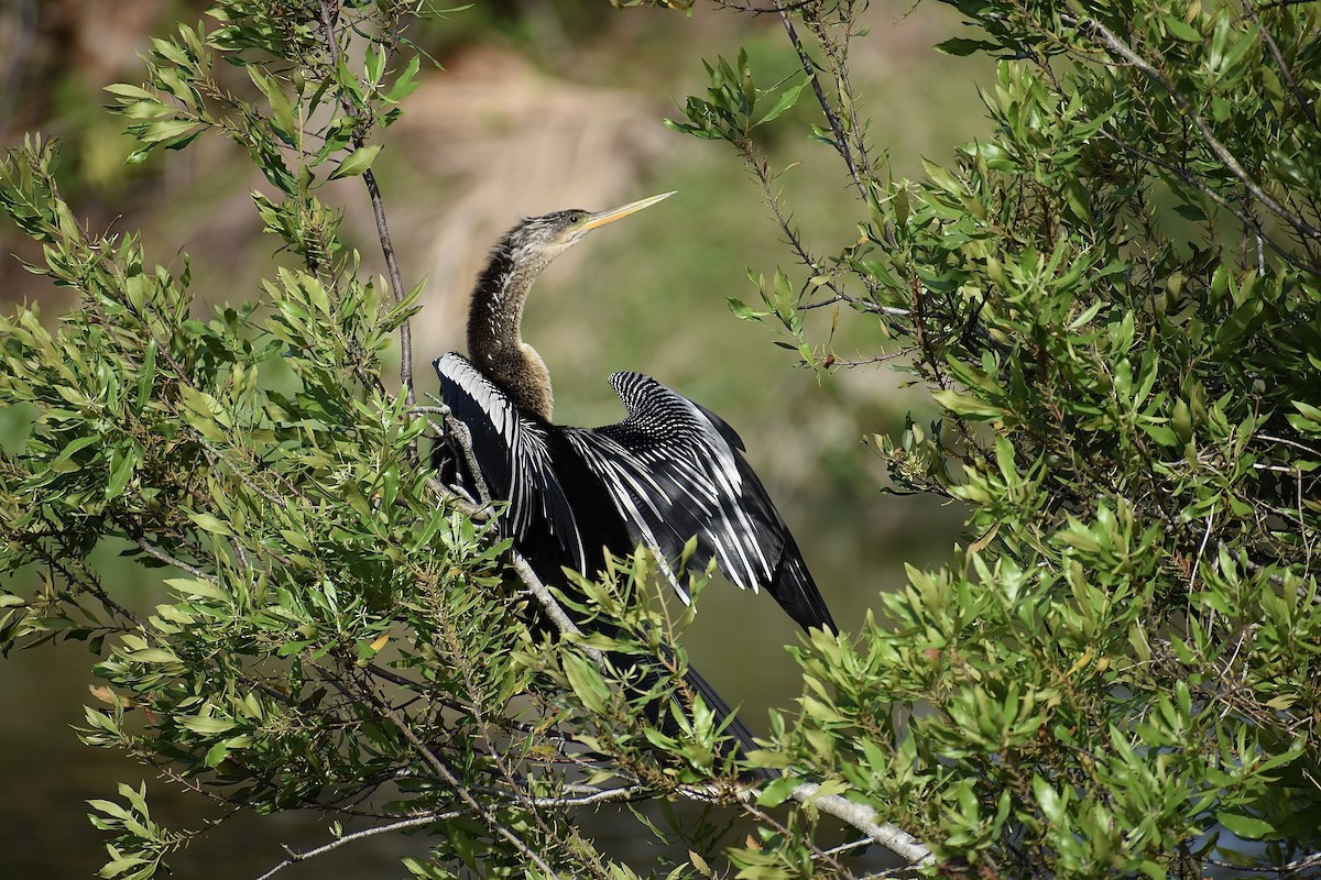 Anhinga - ML642961110