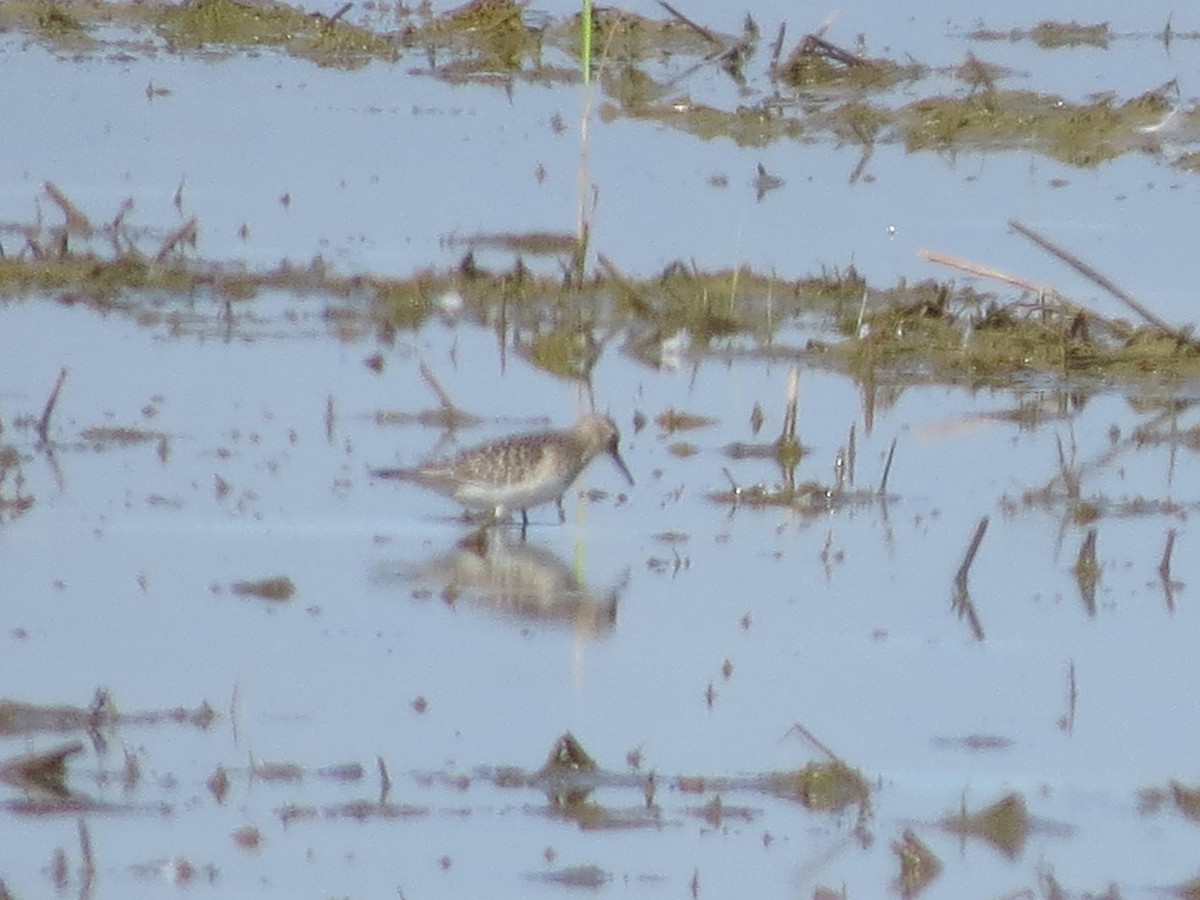 Baird's Sandpiper - ML642961122
