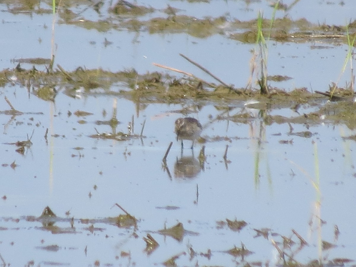 Baird's Sandpiper - ML642961123